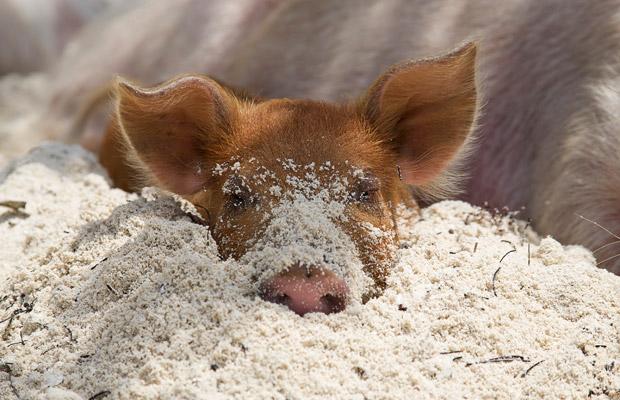 Pig in sand. Pig in sand.