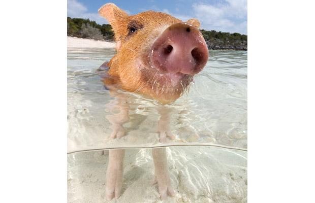 Piglet in the sea. Piglet in the sea.