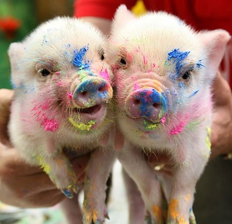 Color on piggies