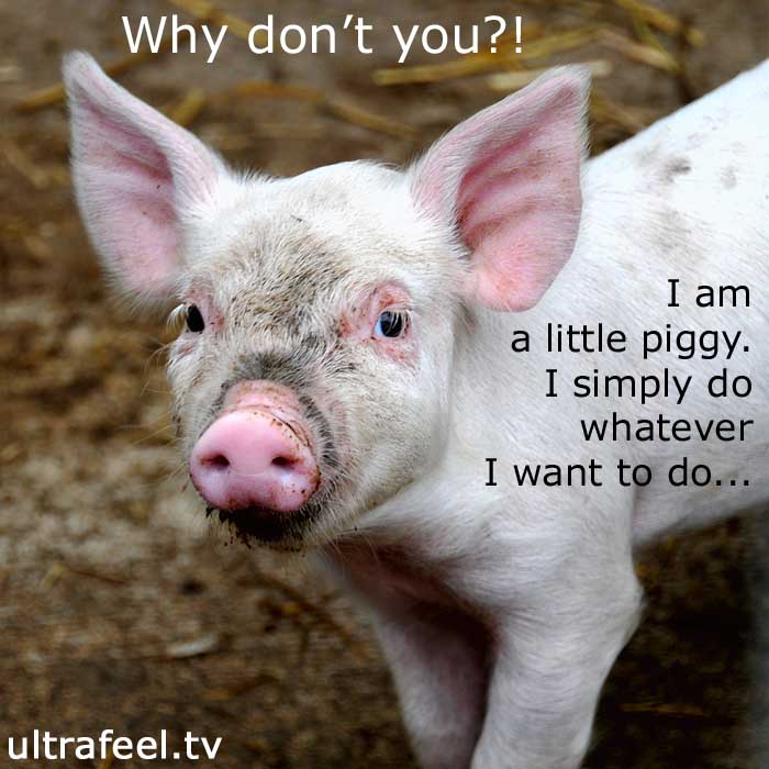 Piggy: "Why don't you whatever you want to do?"