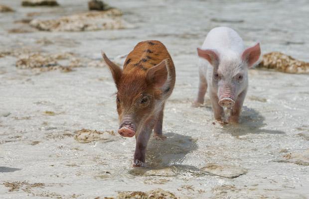 Piglets at beach. Piglets at beach.