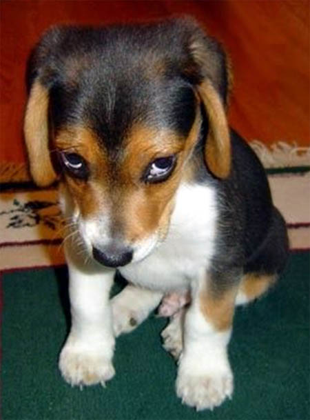 Cuttest puppy on earth. So ein süsses hundchen...Der lustige hund!