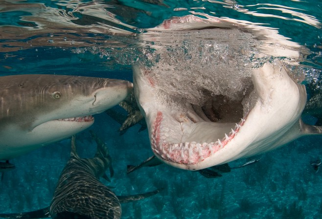 Lemon sharks with wide open mouth and teeth. (c) Willy Volk Lemon sharks with wide open mouth and teeth. (c) Willy Volk