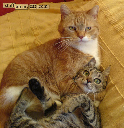 Cats, fighting with each other. Cats, fighting with each other.