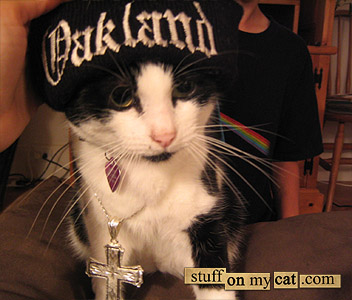 Macho hip hop cat... Macho hip hop cat...