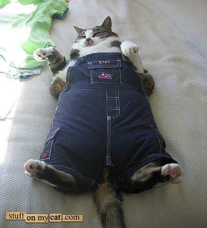 Pretty fat cat in trousers... Pretty fat cat in trousers...