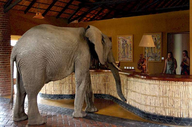 Elephant in the lobby of a hotel.