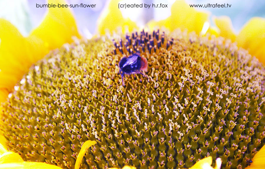 Sunflower and bumblebee - (cr)eated by h.r.fox @ Ultrafeel