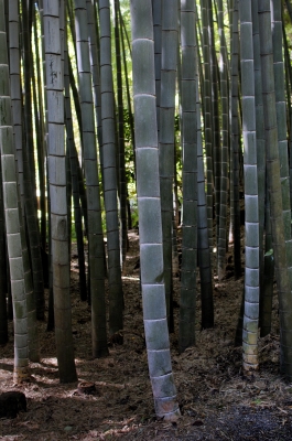 Bamboo forest.