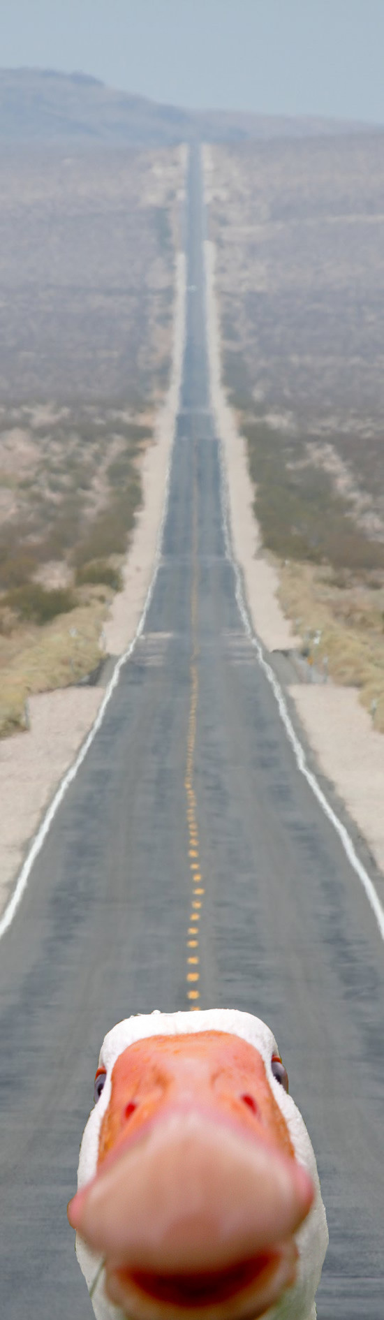 Goose on a freeway...