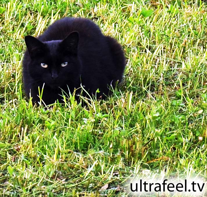 Black panther cat...