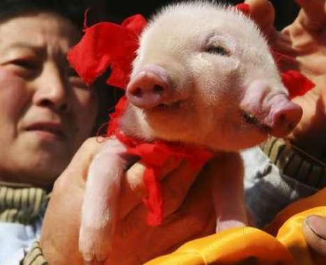 Piglet with 2 heads.