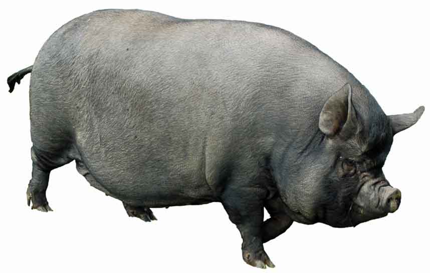 Fat pig.