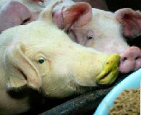 Pigs with fluorescent snouts.