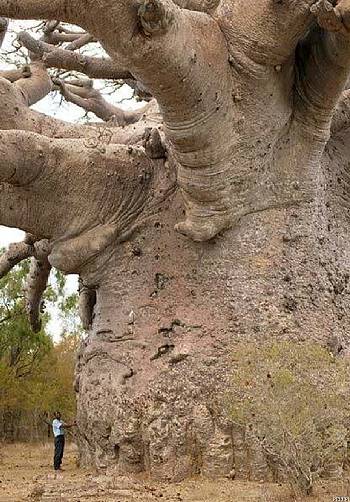 Gigantic Baobab tree in Africa (Adansonia digitata)