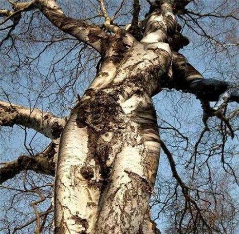 Tree that looks like a woman.