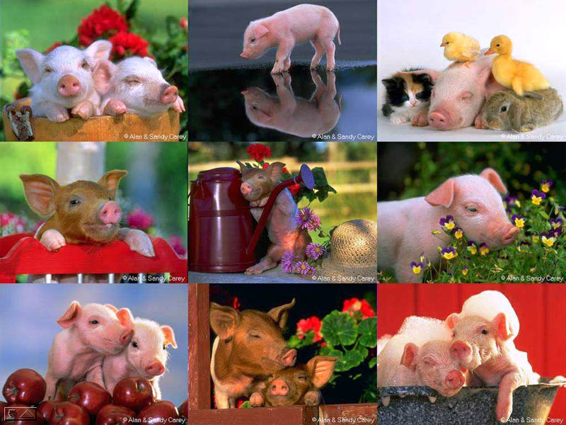 Piggies, piglets, schweinchen, schweine, ferkel (Alan and Sandy Carey)