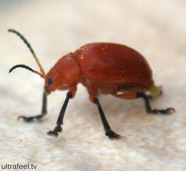 Bug Bug