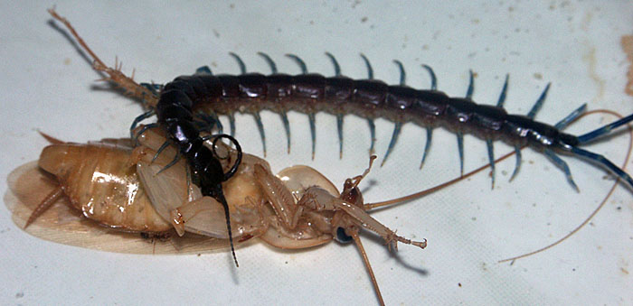 Centipede eats bug. Centipede eats bug.