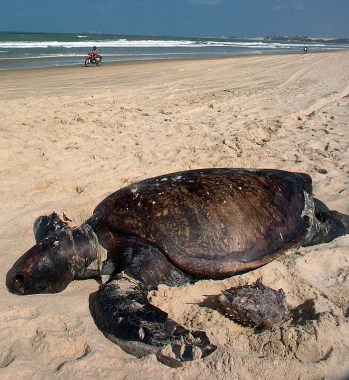 Giant turtle dead.