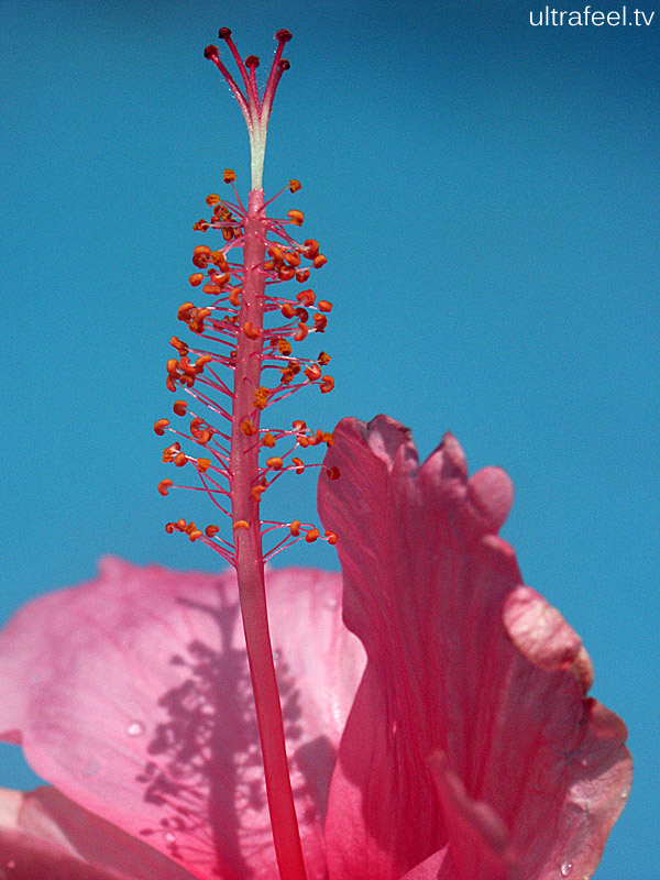 Hibiscus blossom. Hibiscus blossom.