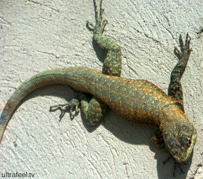 Lizard Lizard
