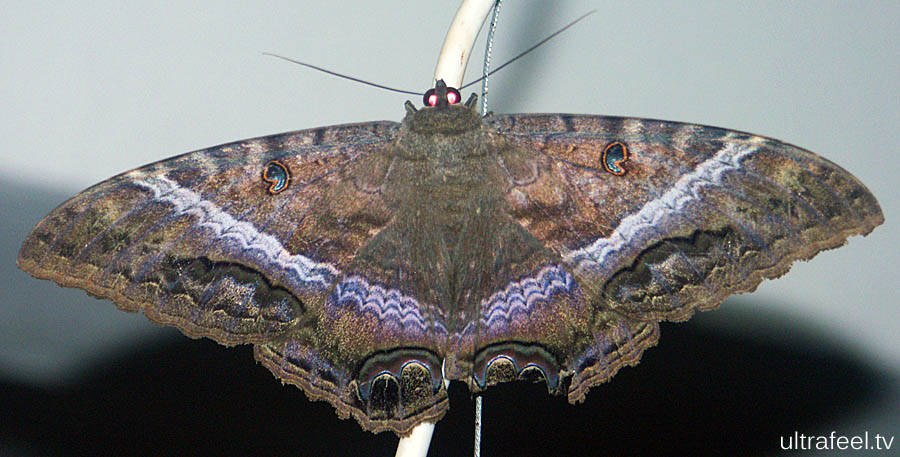 Moth Moth