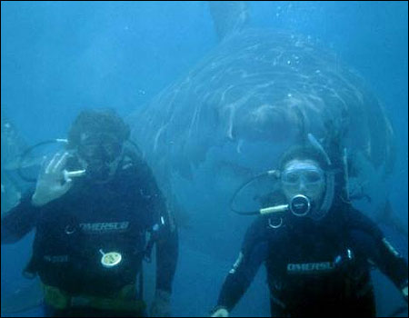 Fake photo: Shark behind scuba divers.
