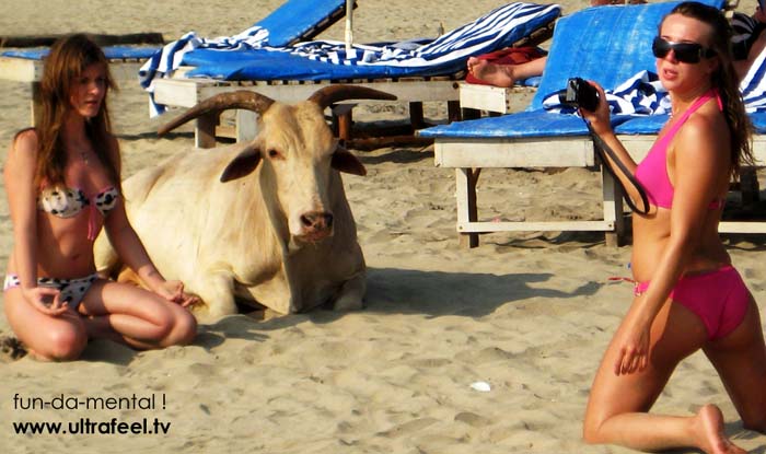 Sexy girls posing and another one doing meditation next to holy cow in Goa, India.