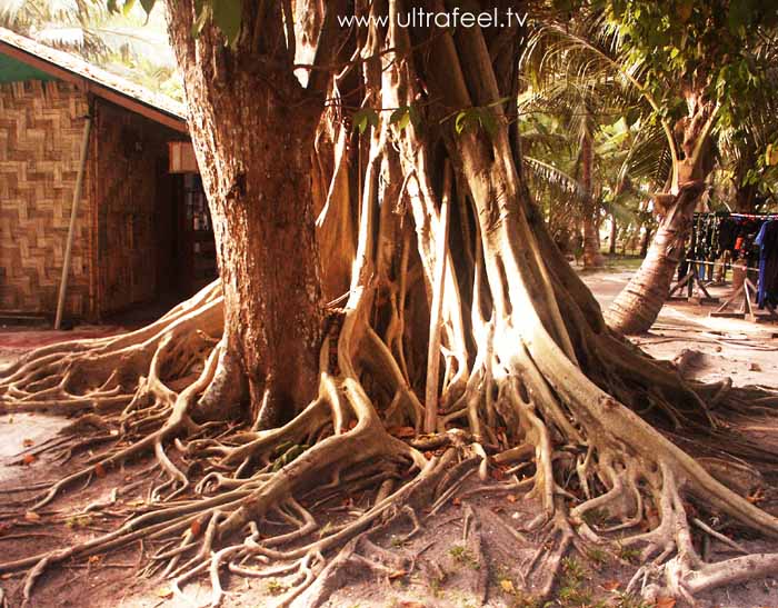 Complex fig tree at Havelock, Andaman Island