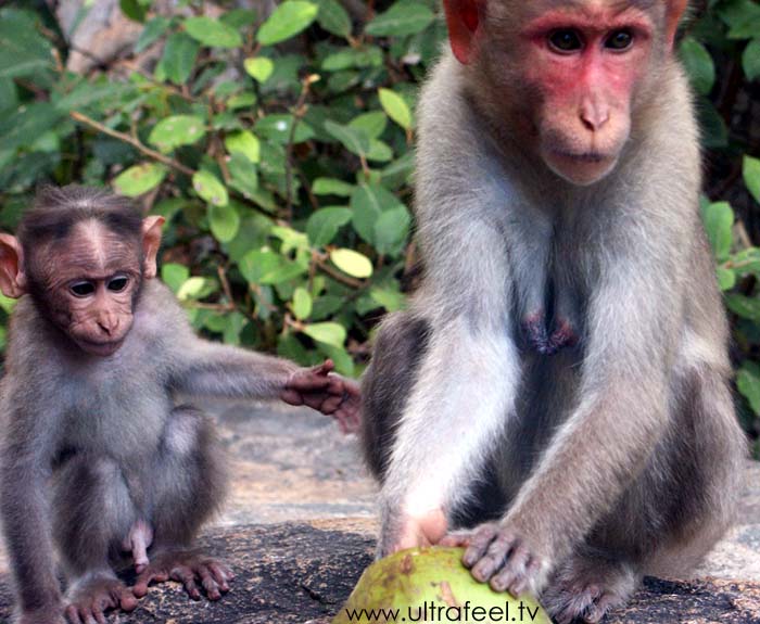 Monkeys (Mother and child) eating Coconut, around Arunachala Mountain, India