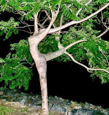 Dancing woman tree
