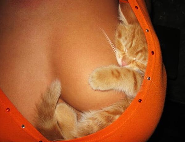 kitten-kitty-pussy-sleeping-woman-breast-tit