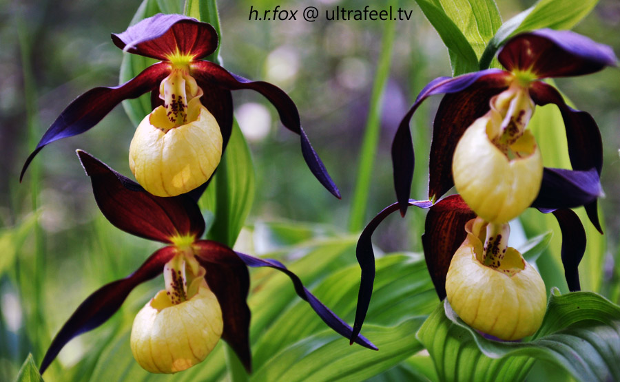 Lady's Slipper orchid