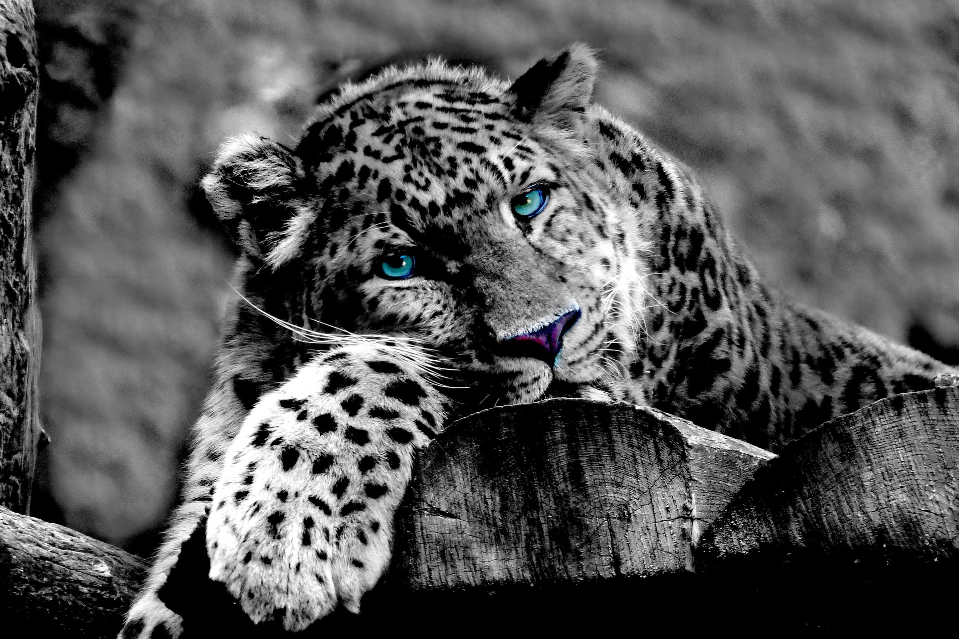 Leopard with blue piercing eyes