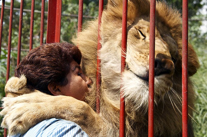 Huge lion hugs woman through bars