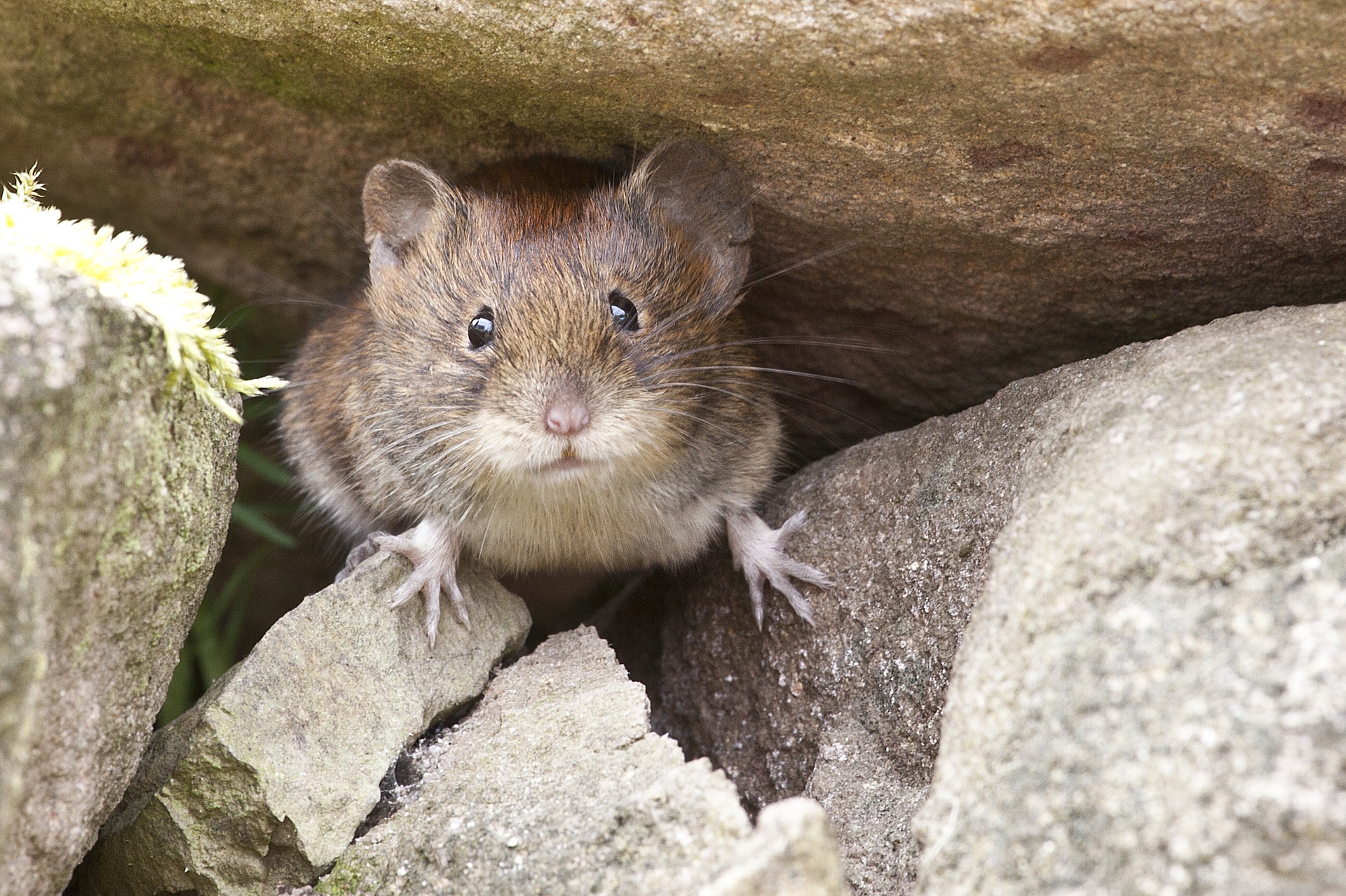 Mouse peeking between stones