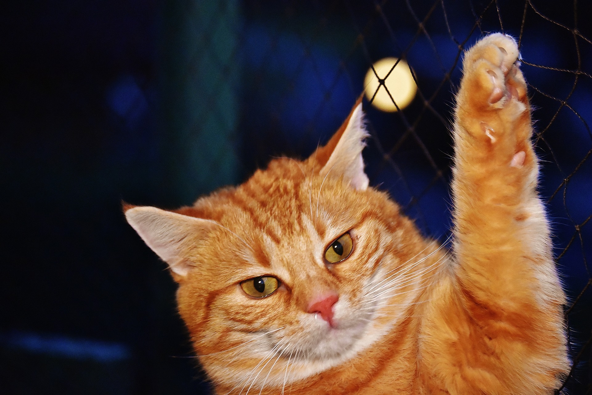Orange cat, holding up paw