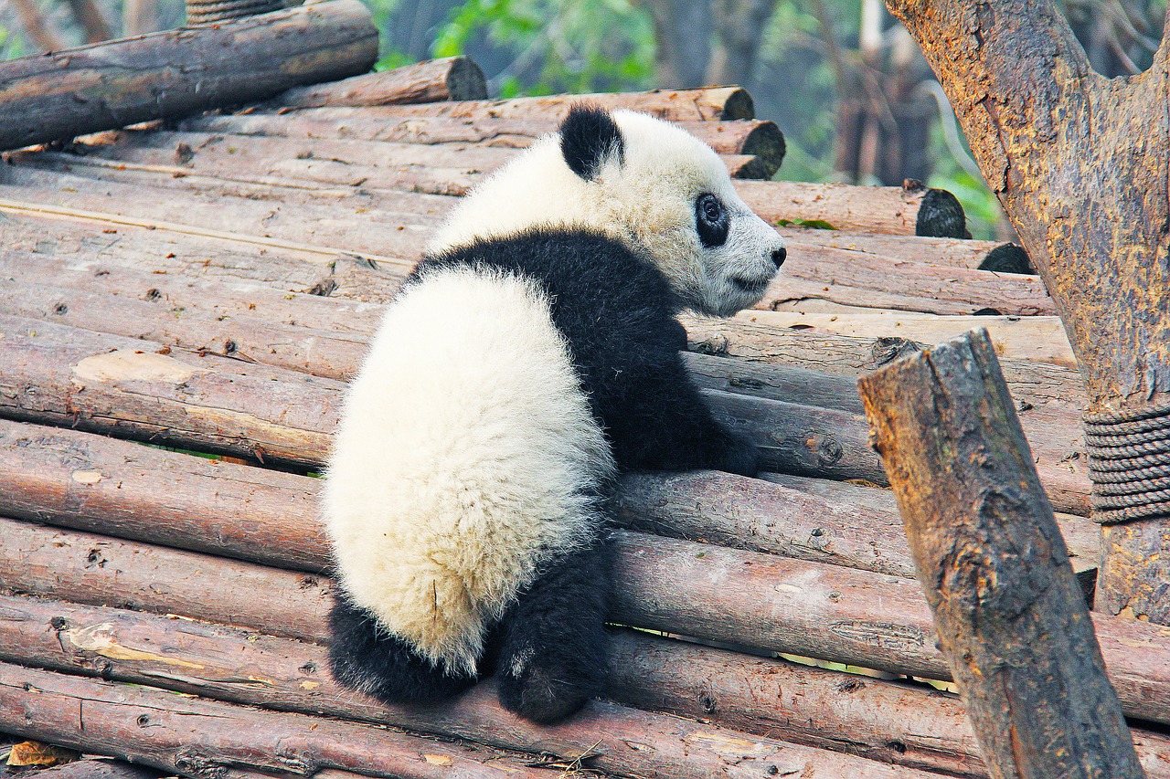 Panda baby tries to escape