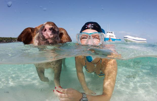 pig-piggy-sea-bahamas-2 pig-piggy-sea-bahamas-2