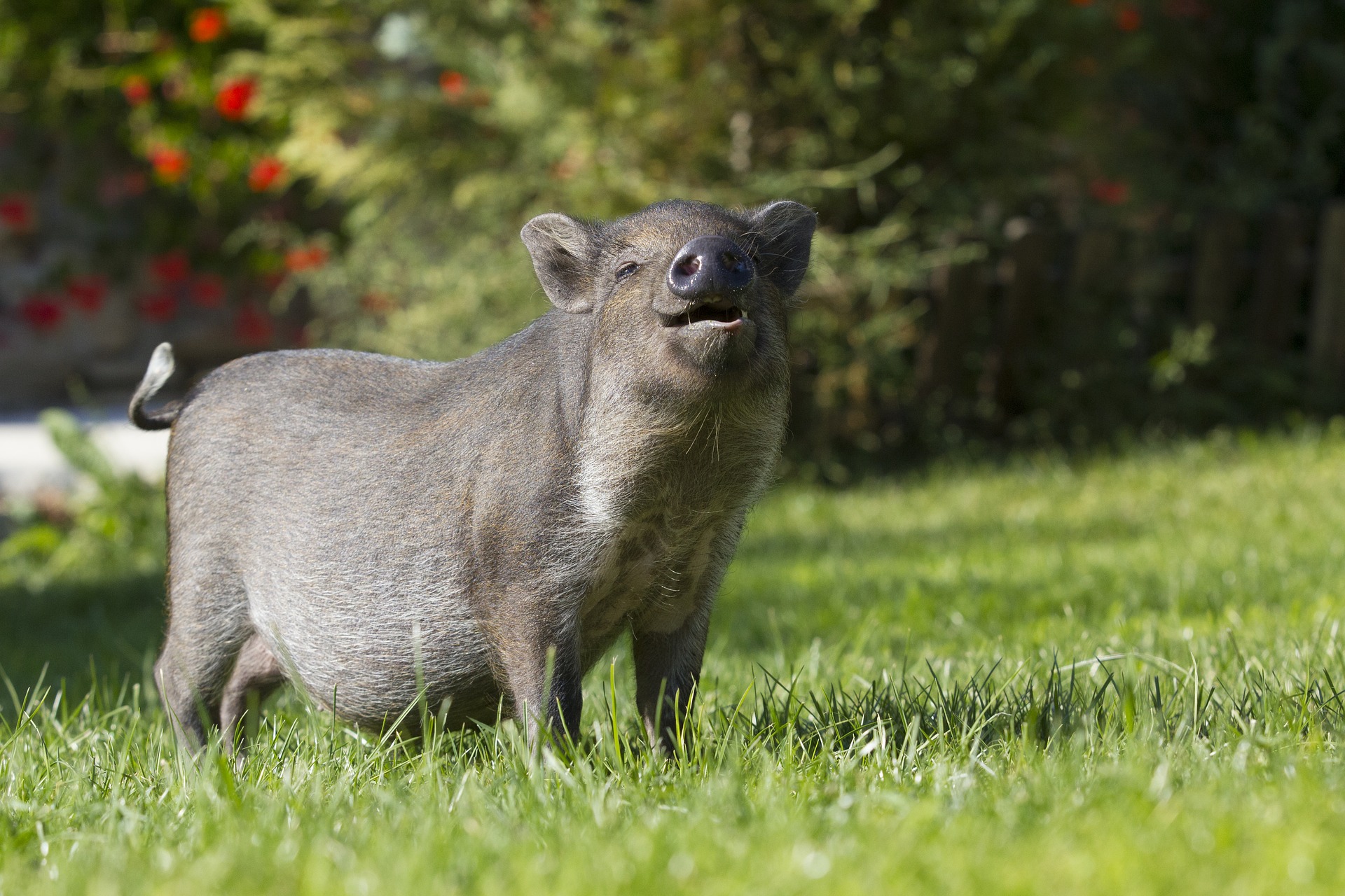 Wild boar, pig, funny, meadow