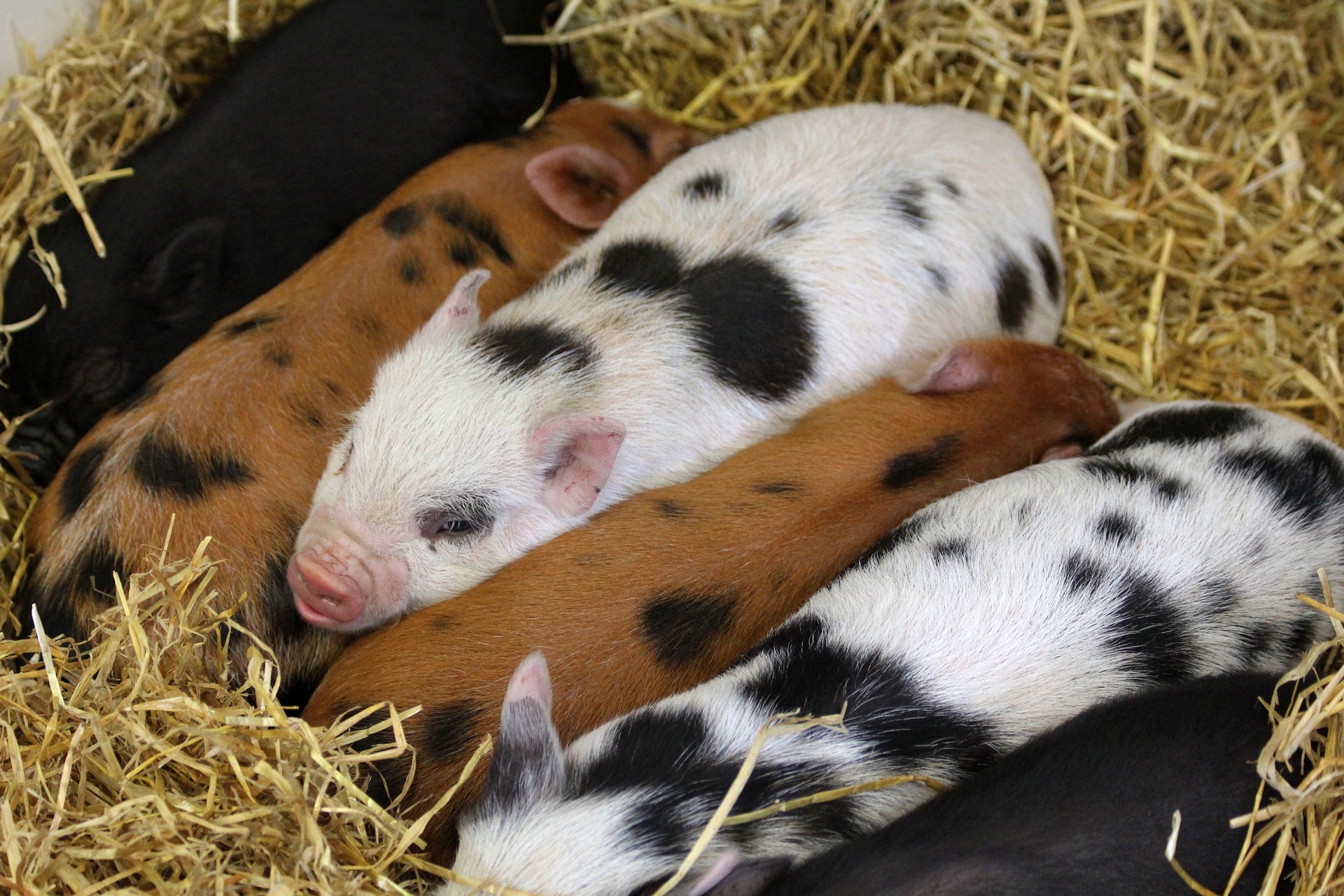 Piglets babies