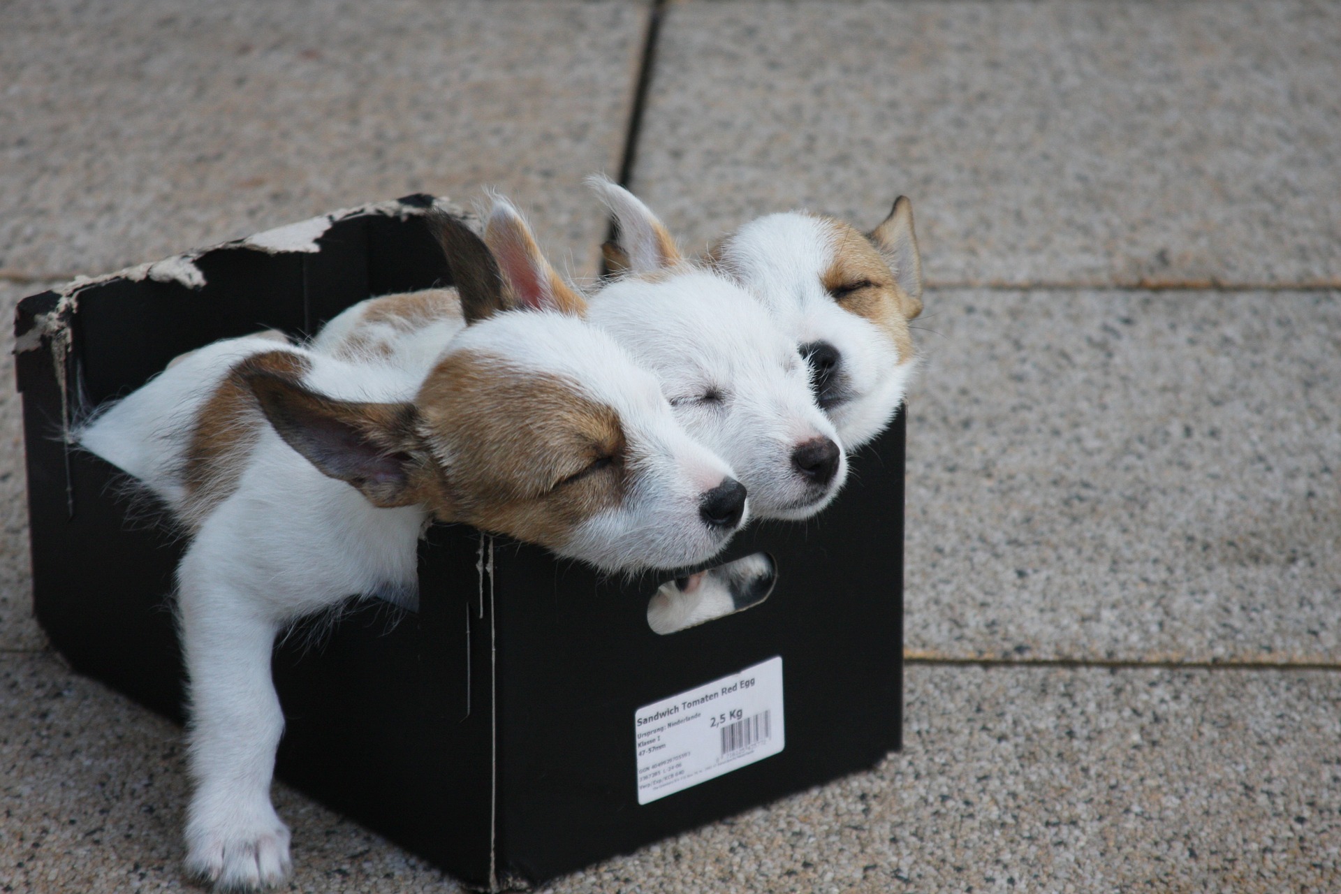 Sleeping puppies in box