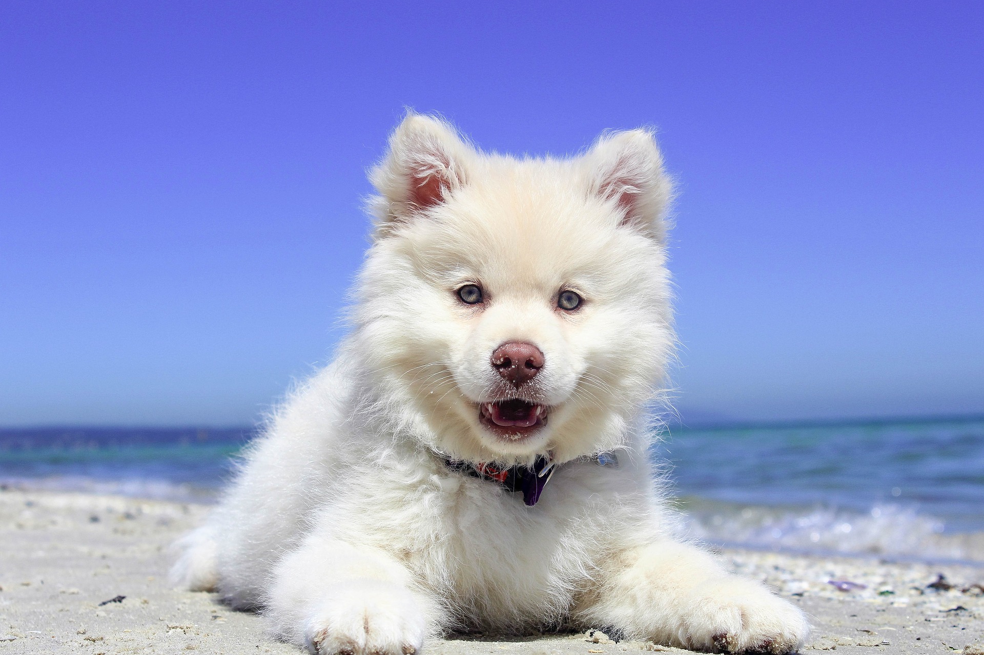 Puppy with white fur at the beach