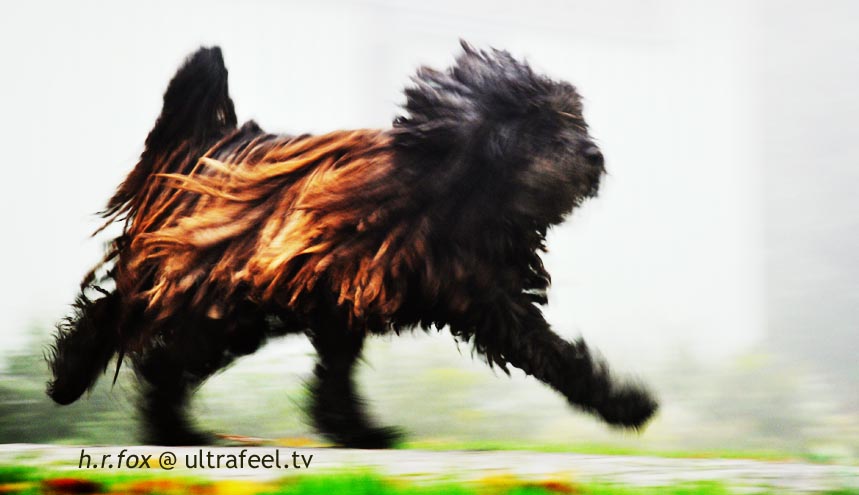 running-dog-ultrafeel