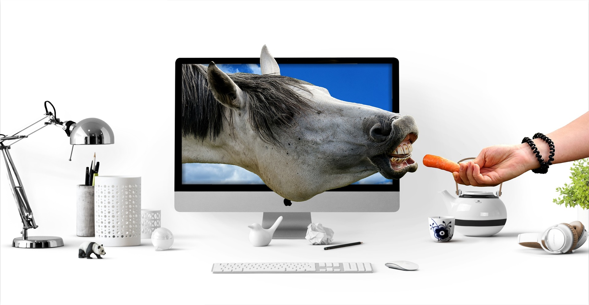 Horse in screen being fed a carrot