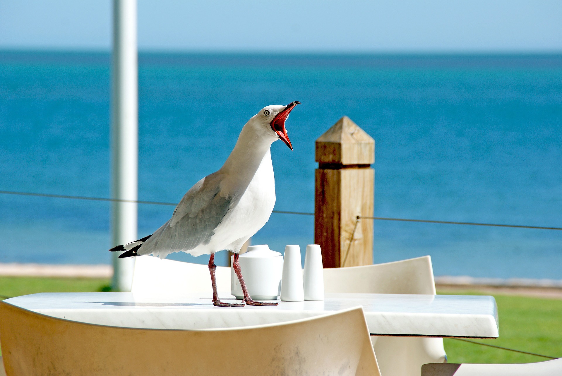 Seagull with open beak and funny face on a table in front of the sea