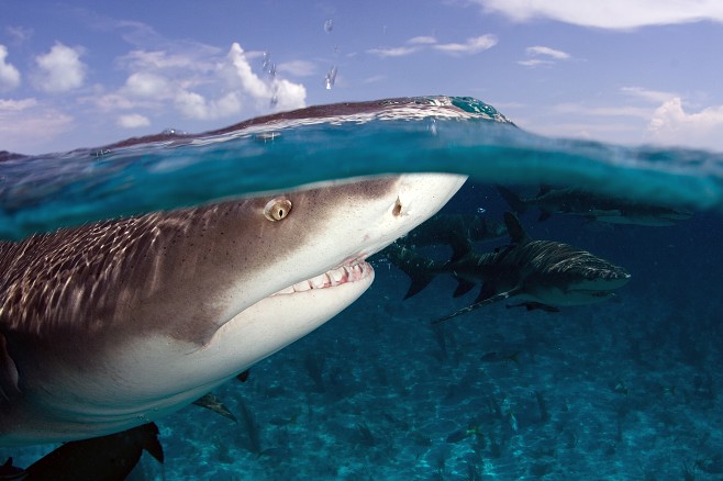 shark-willy-volk shark-willy-volk