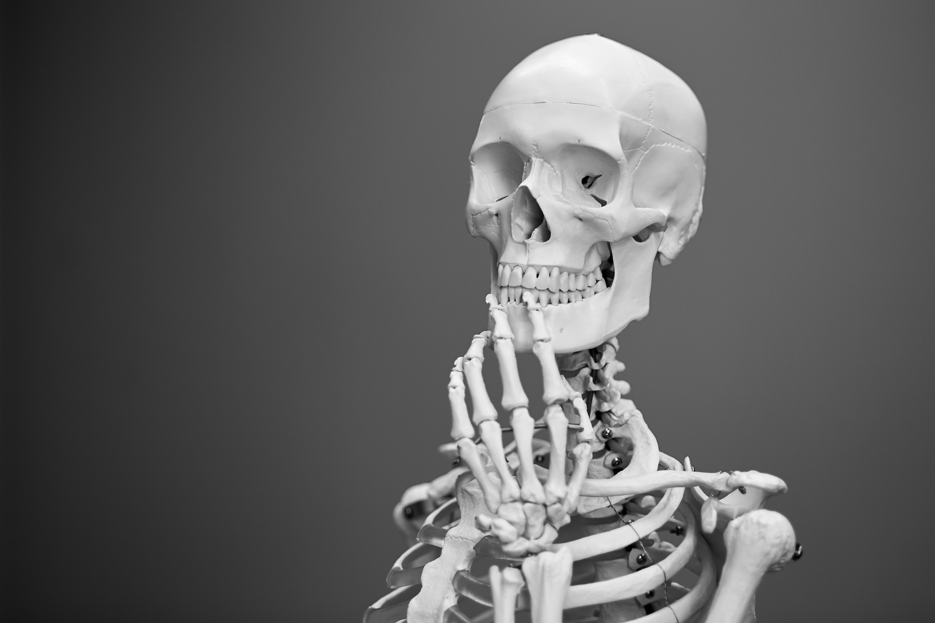 Human skeleton skull