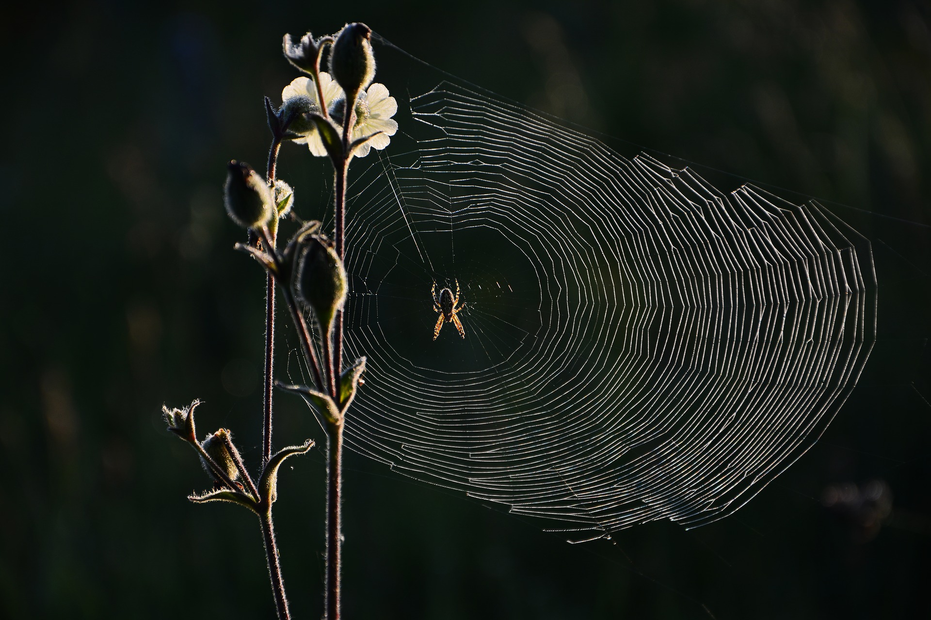 Spider-web with plant-stem